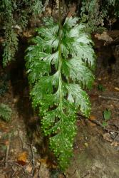Hymenophyllum dilatatum. Fertile frond with entire margins on the broad lamina segments, and broad planate wings on the rachis and stipe. 
 Image: L.R. Perrie © Leon Perrie 2014 CC BY-NC 3.0 NZ